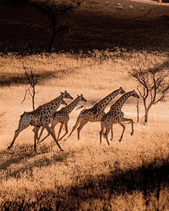 Bagatelle Kalahari Game Ranch Hardap Exterior foto