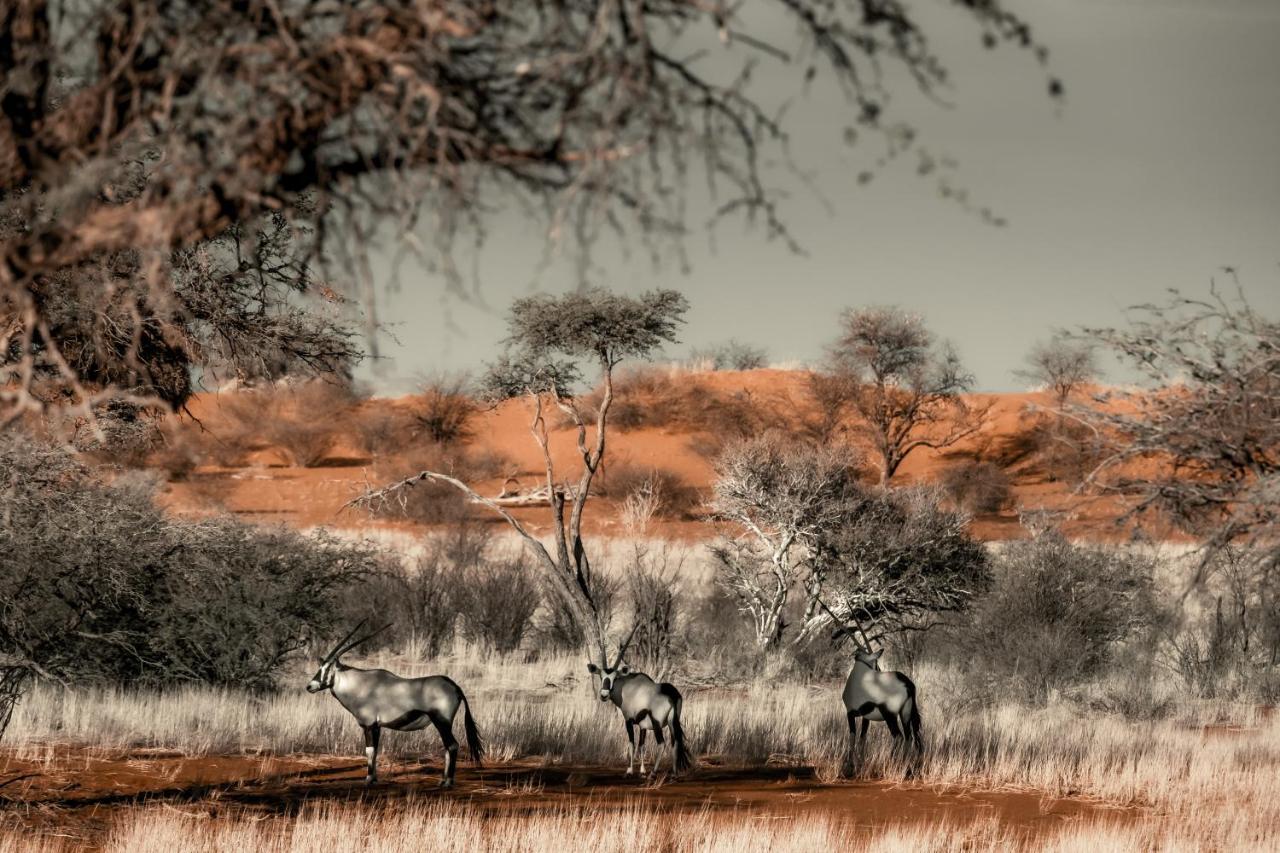 Bagatelle Kalahari Game Ranch Hardap Exterior foto